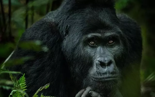 Virunga Rwanda Gorilla Trekking