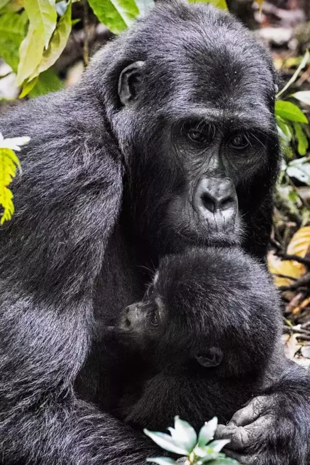 Gorilla Trekking in Uganda and Rwanda