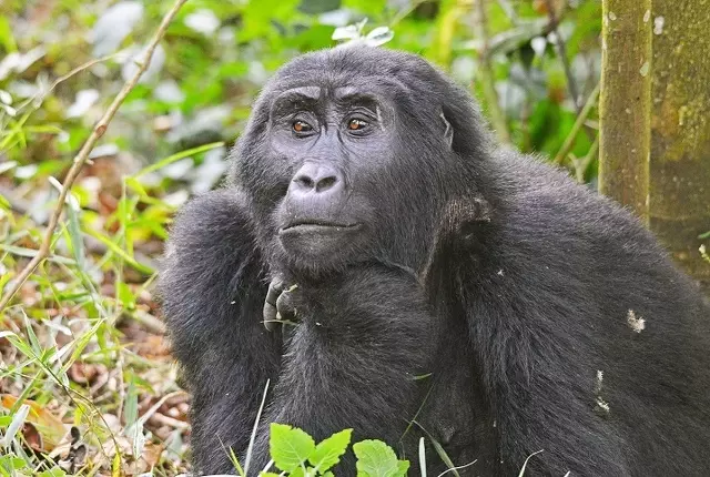 Gorilla Trekking in Bwindi