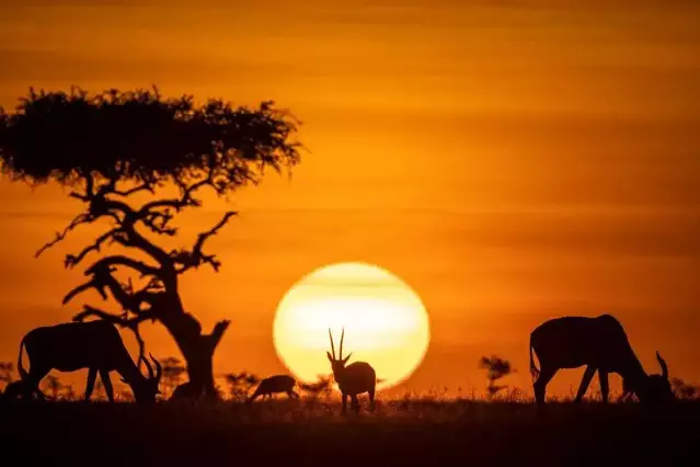 Sunset and Wildlife Game Drives in Kenya