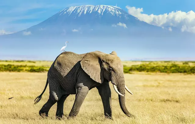 Wildlife Around Kilimanjaro, Tanzania