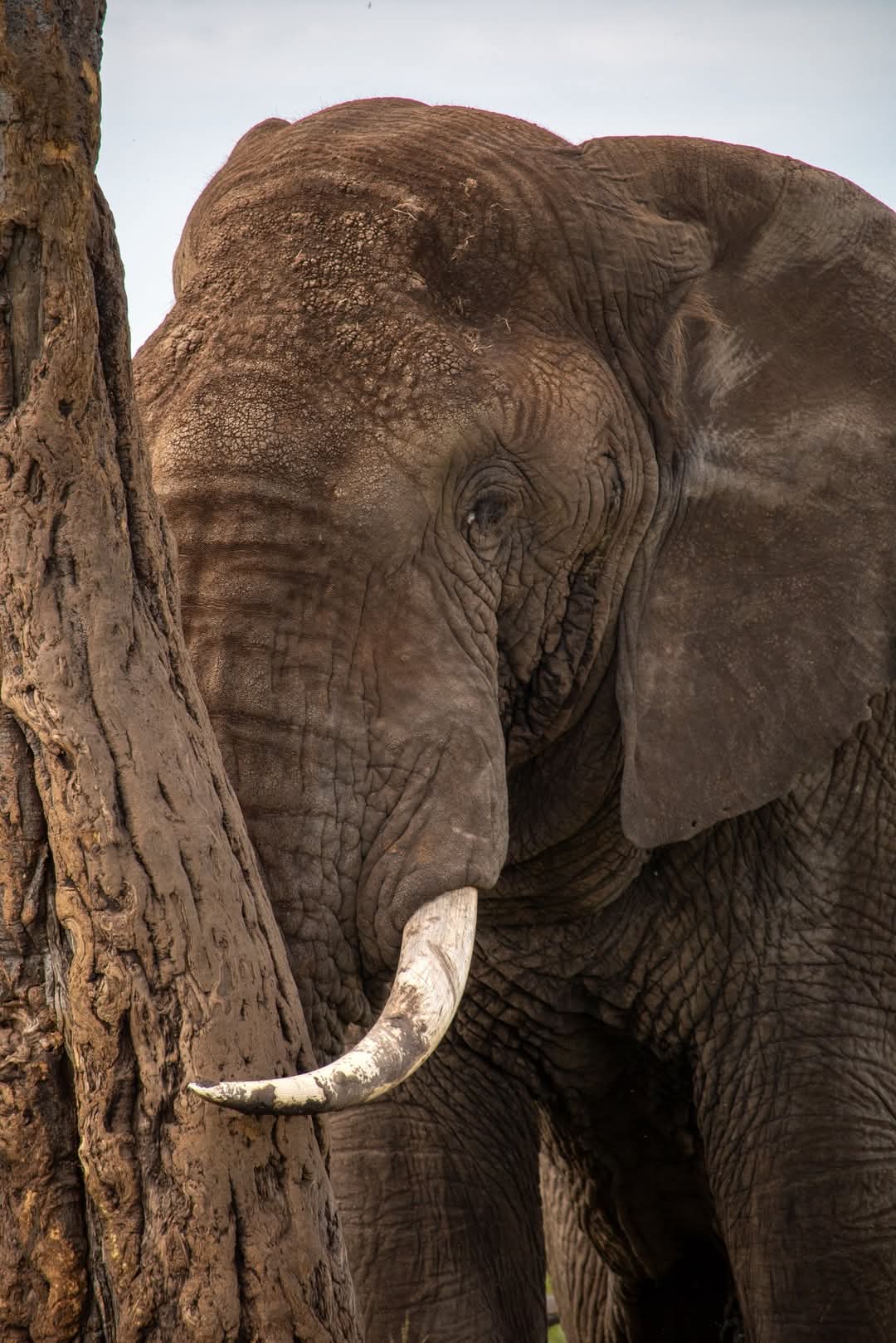 African Elephat
