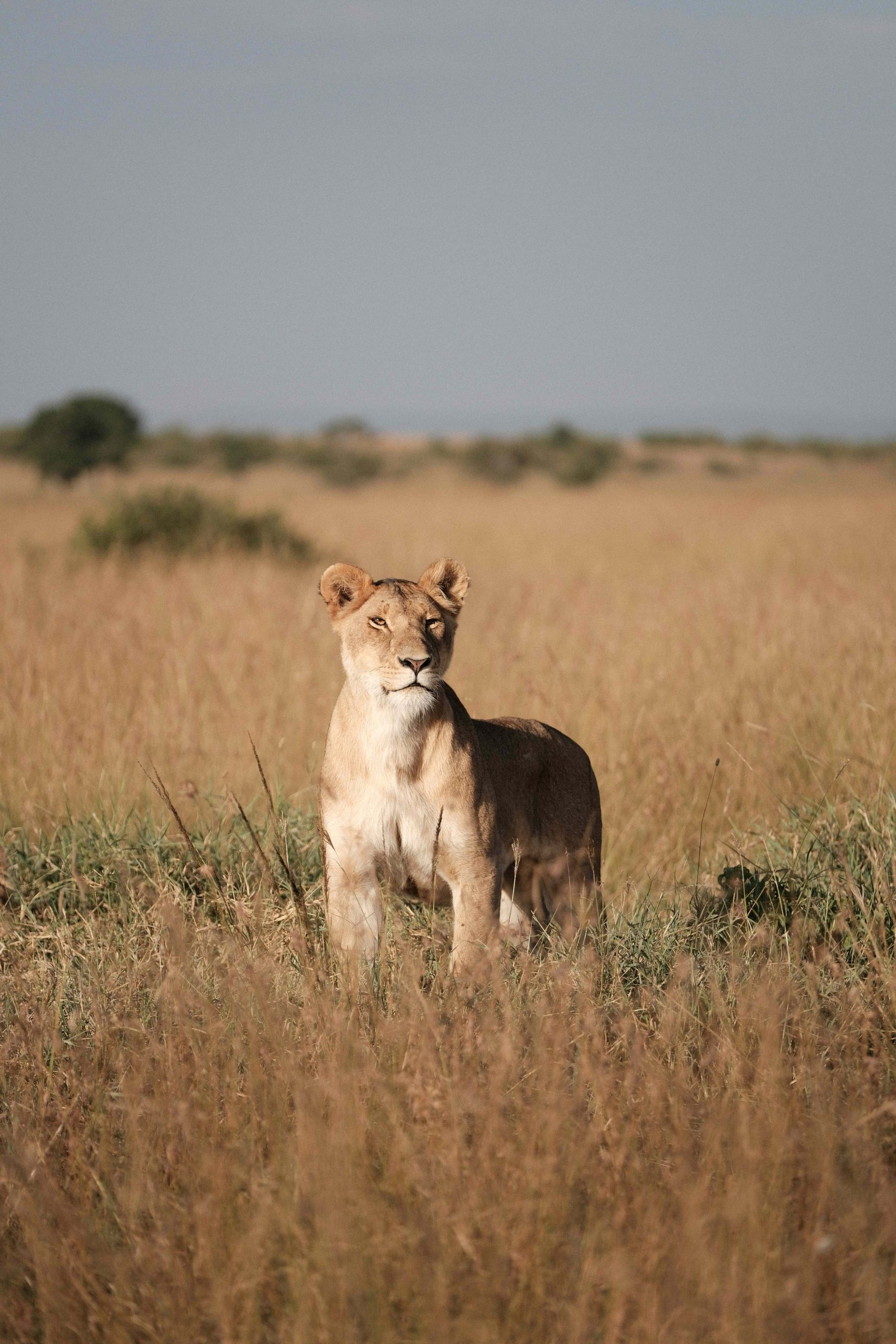 Female Lion-2