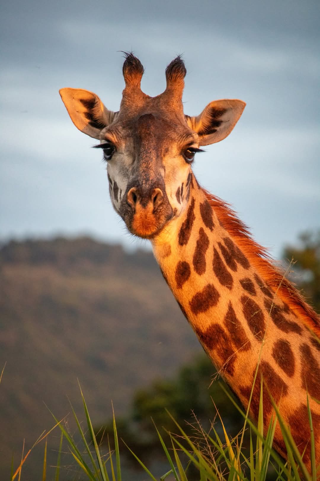 Rostich Giraffe in Mara