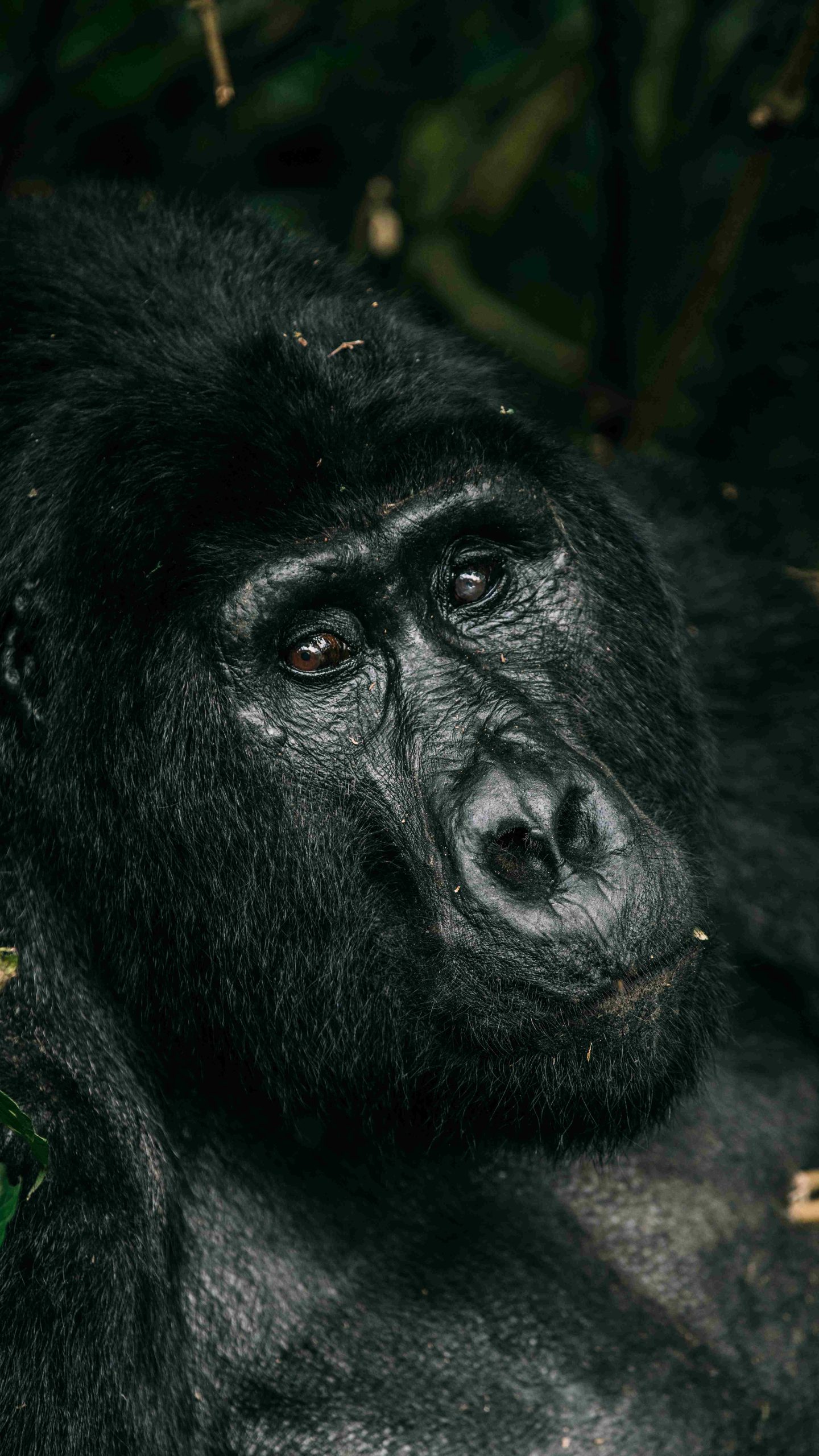 Bespoke-Mountain Gorilla safaris in Bwindi