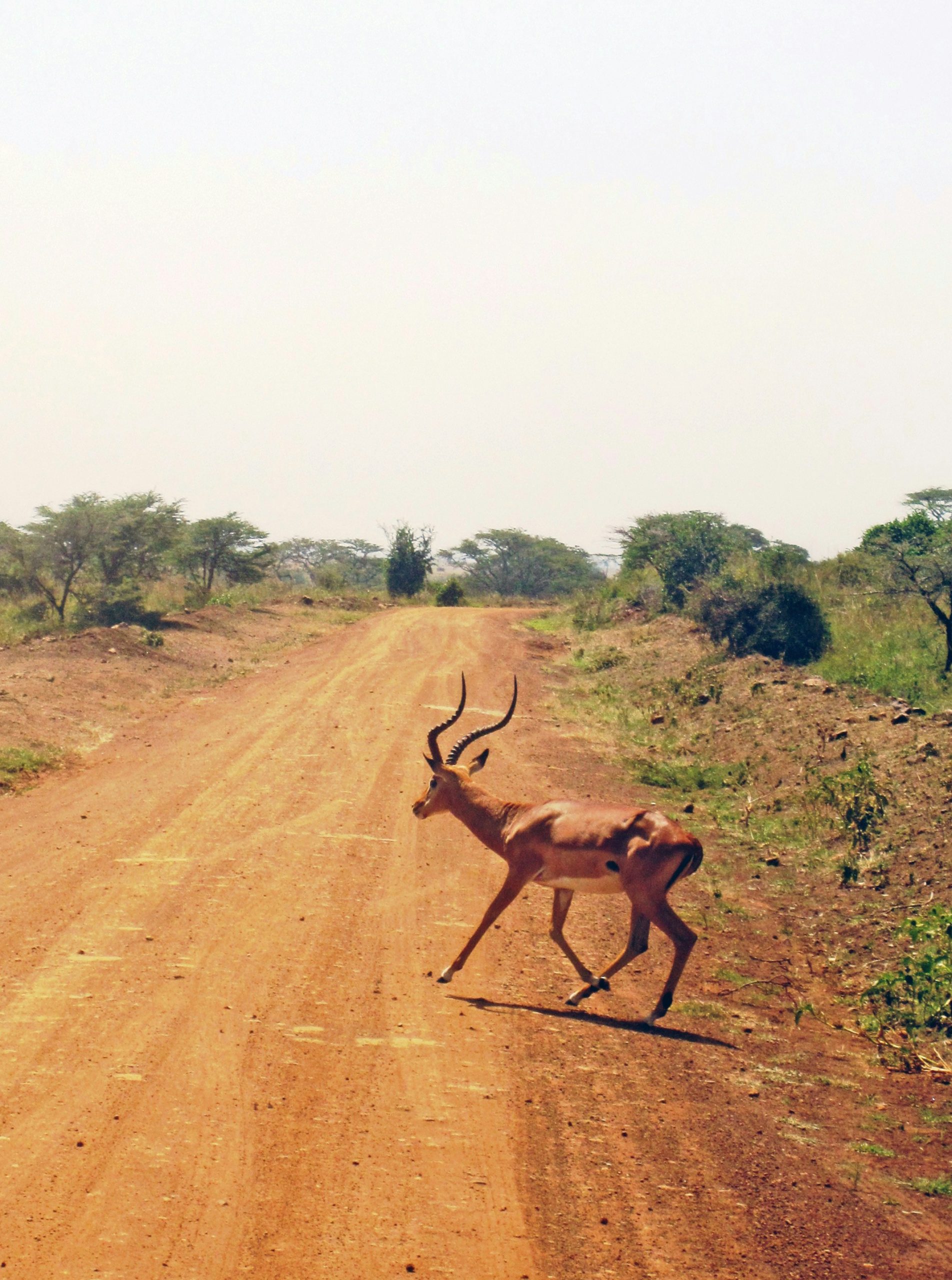 Burundi Wildlife Burundi Wildlife