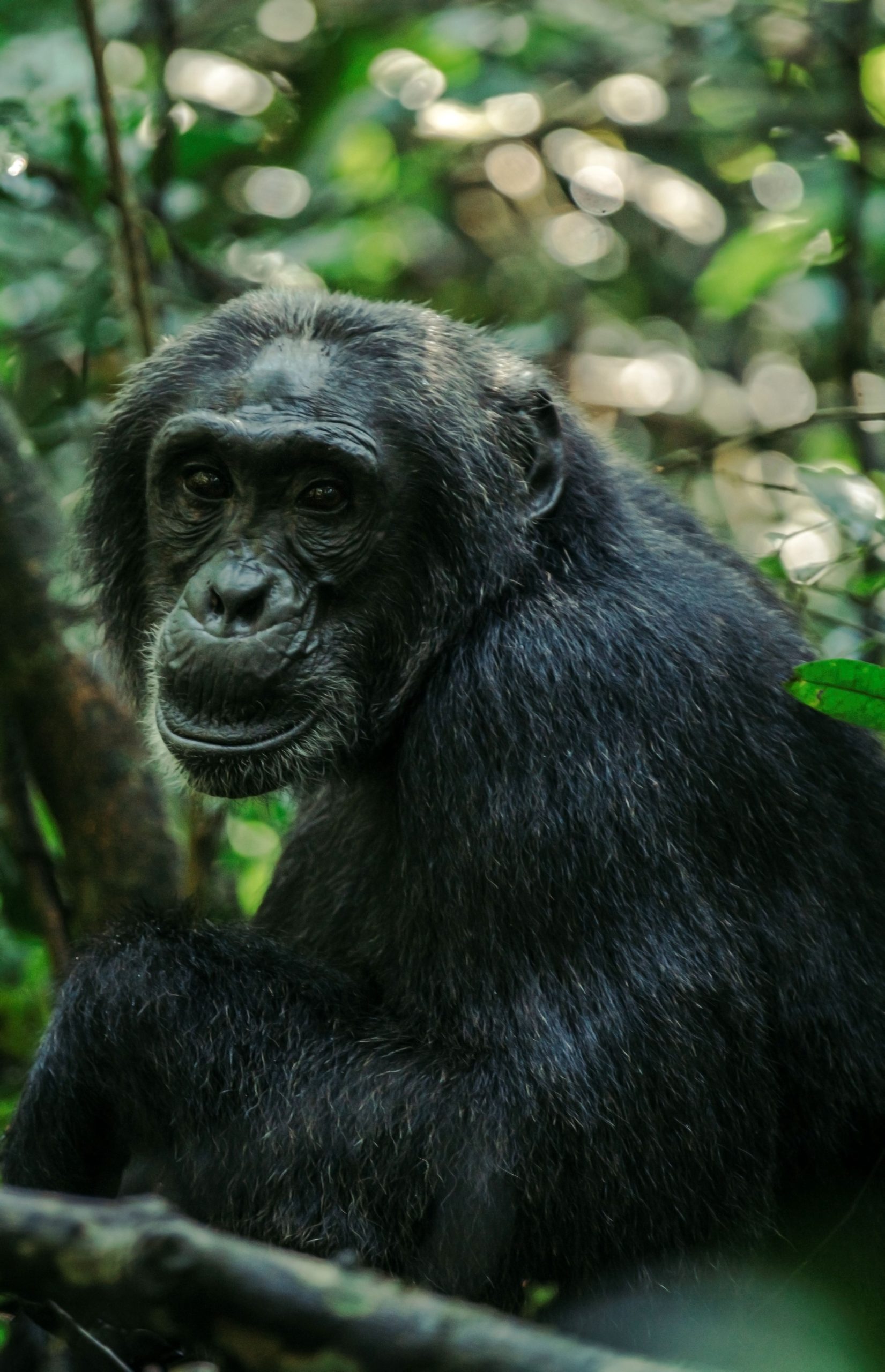 Chimpanzee Trekking