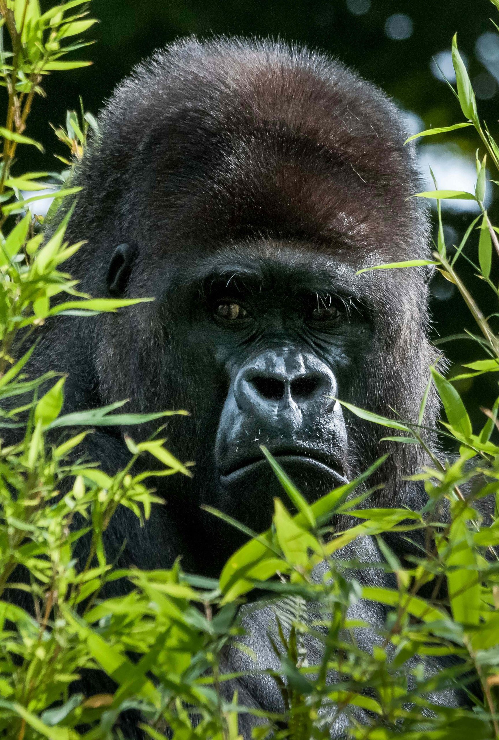 Eastern Lowland Gorilla Eastern Lowland Gorilla Trekking