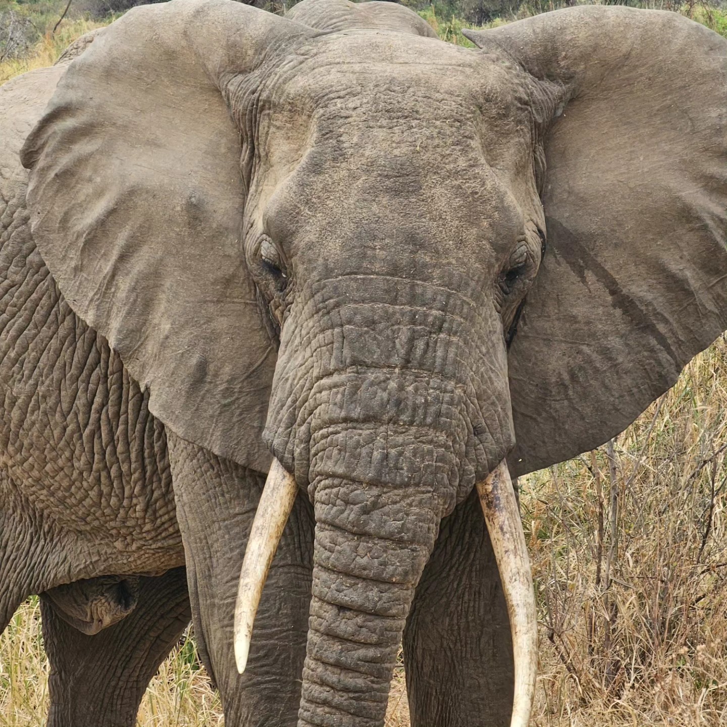 Elephant Upclose Tz