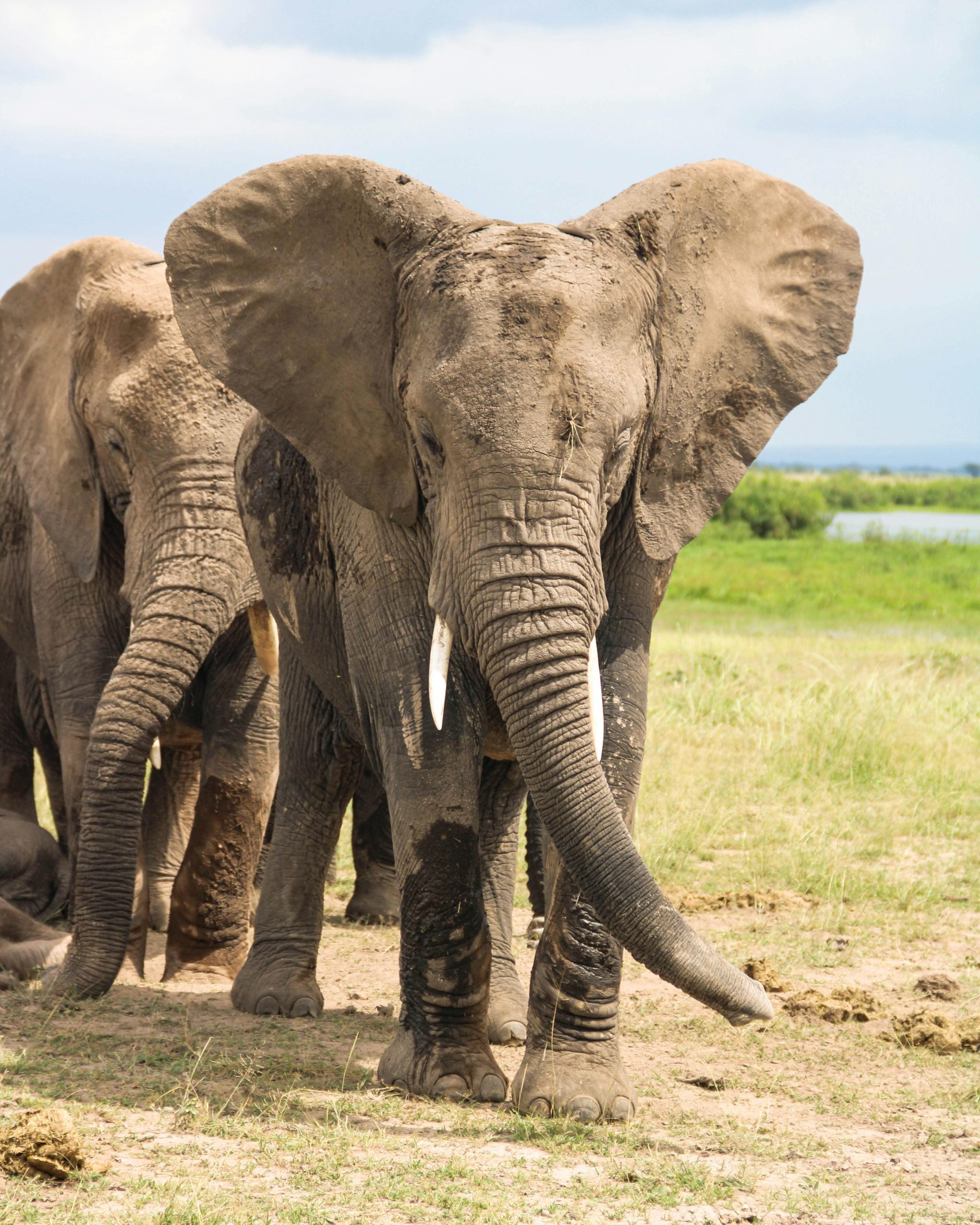 Elephants-min