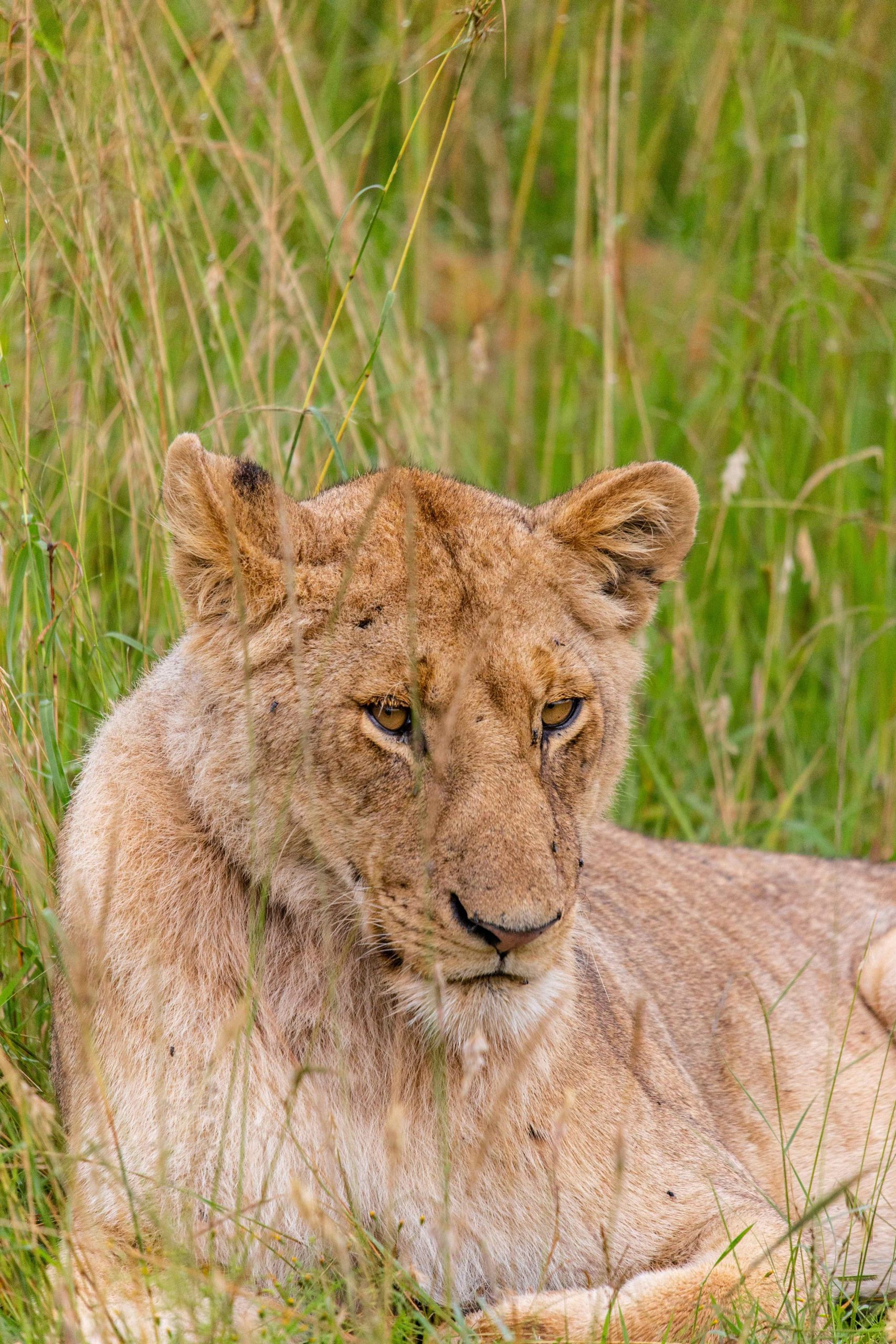 Lion Full view