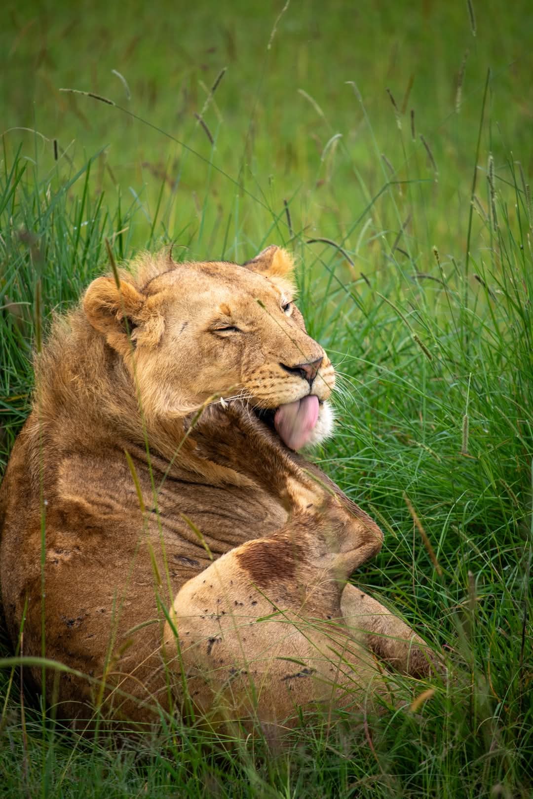 Lion after hunting