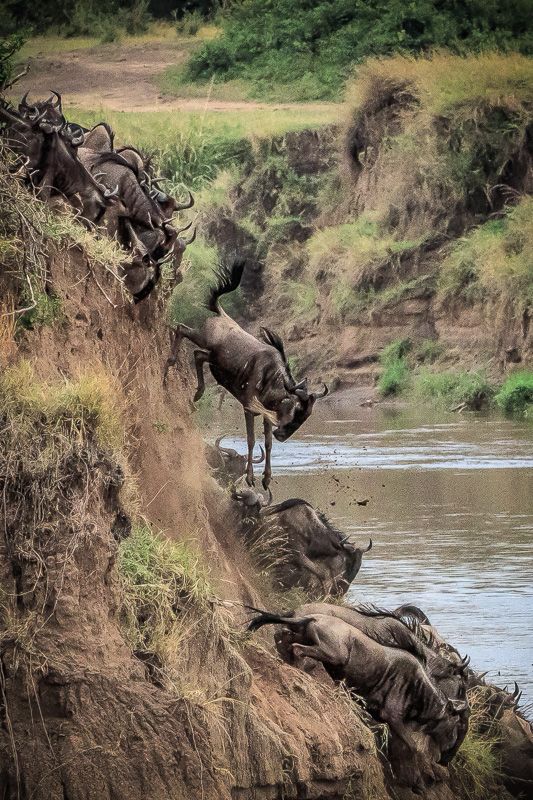 Mara Crossing 2