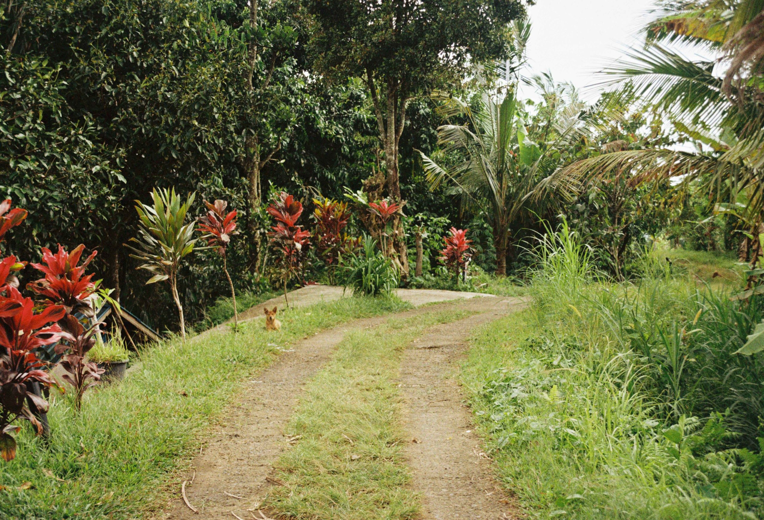 Nature Walk in DRC Nature Walk in DRC