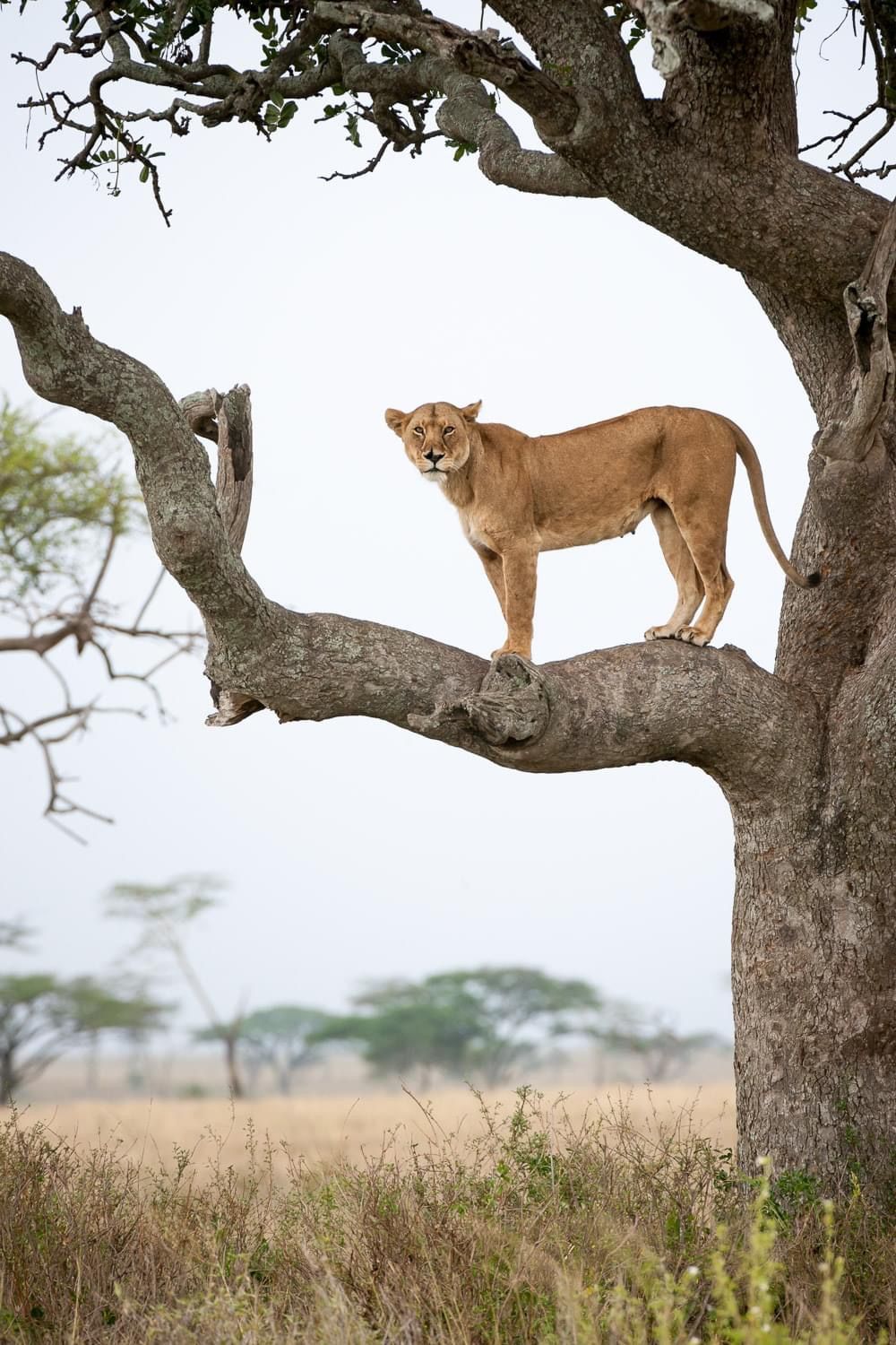 Tree Climbing Lion 3