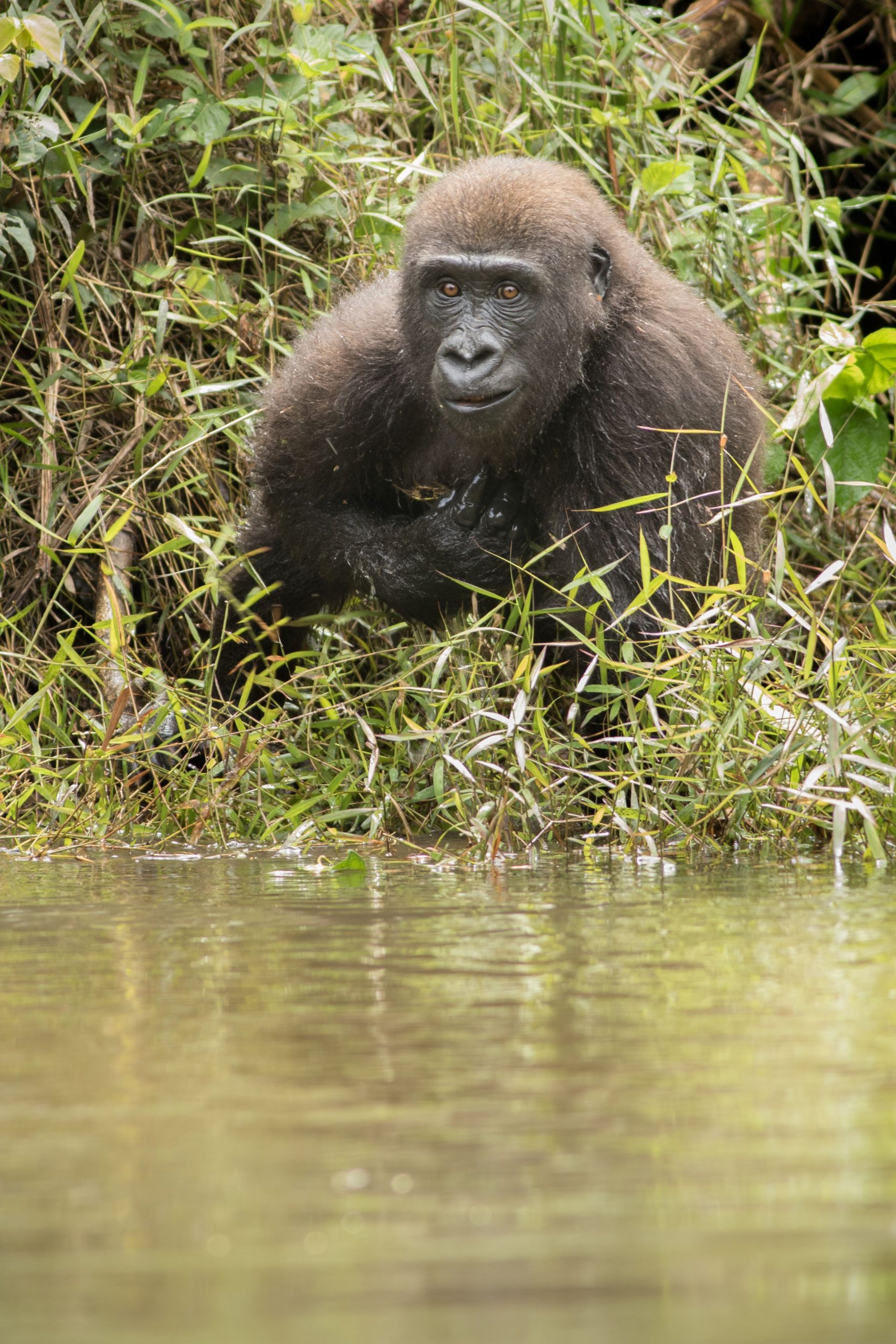 beautiful-wild-lowland-gorilla-nature-habitat-africa