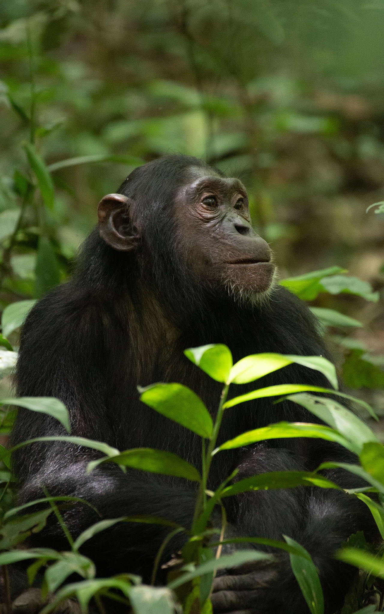 chimp 2 Chimp Tracking
