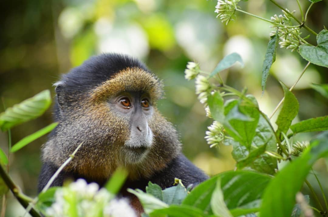 golden Monkeys Virunga golden Monkeys Virunga