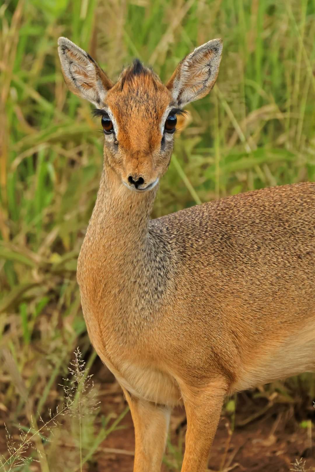 Antelope in Samburu