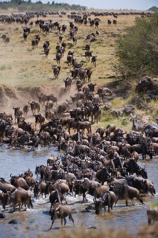 migration Great Migration