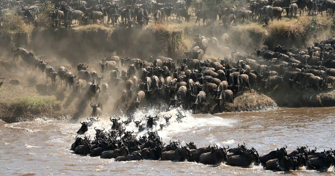 wildebeest Migration 2