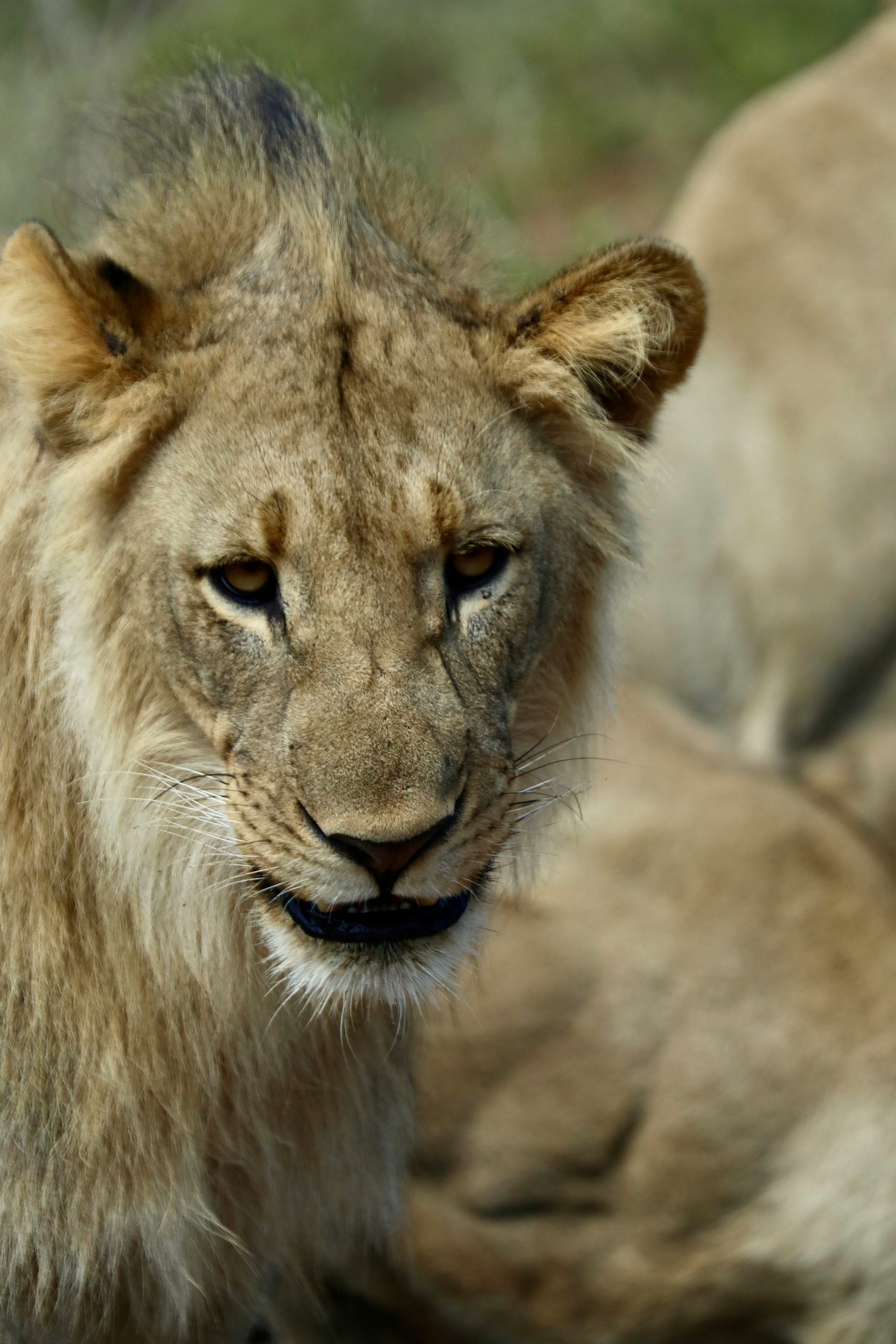 Lion in Kruger NP- South Africa